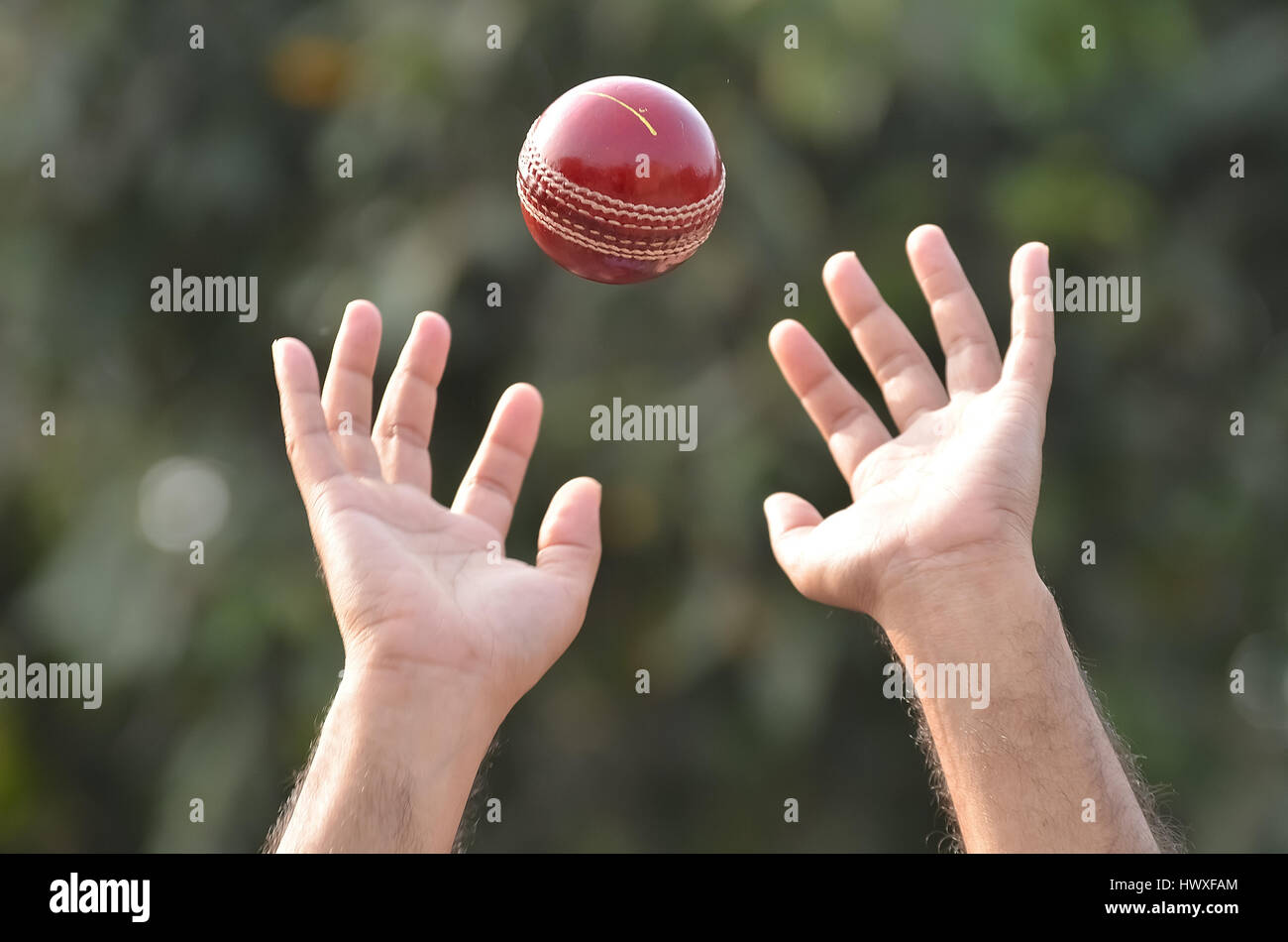 A cricket player catching a ball Stock Photo