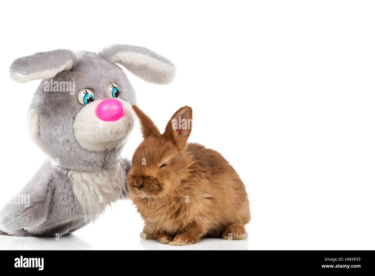 Live rabbit and toy hare Stock Photo Alamy