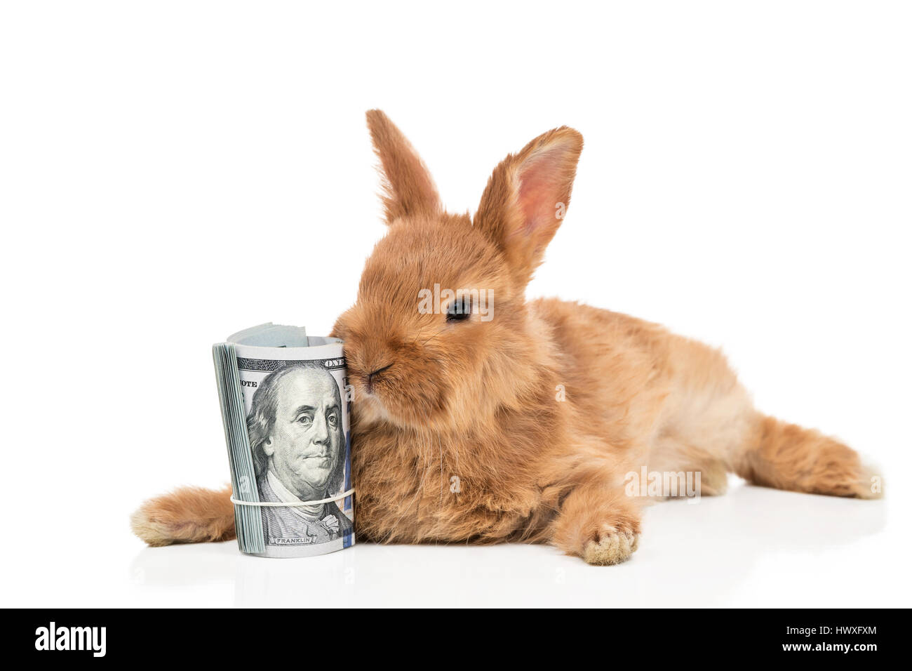 Brown bunny money hi-res stock photography and images - Alamy