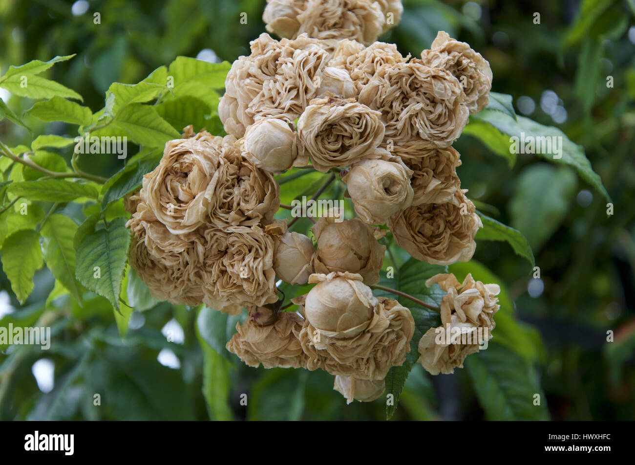 Dead rose flowers caused by bad weather. Stock Photo