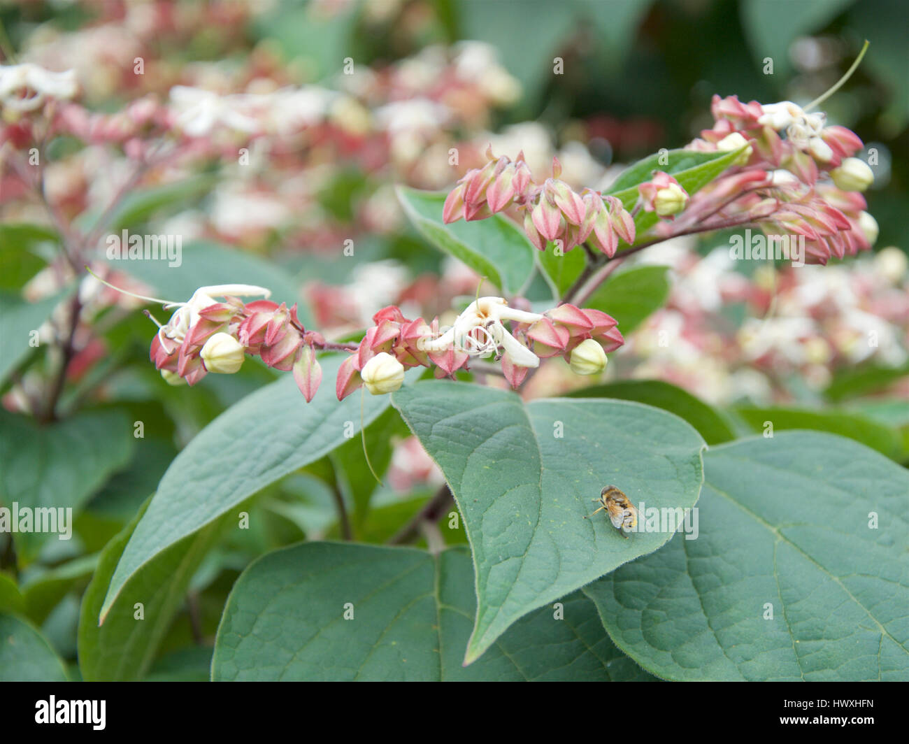 clerodendrum-trichotomum-hi-res-stock-photography-and-images-alamy