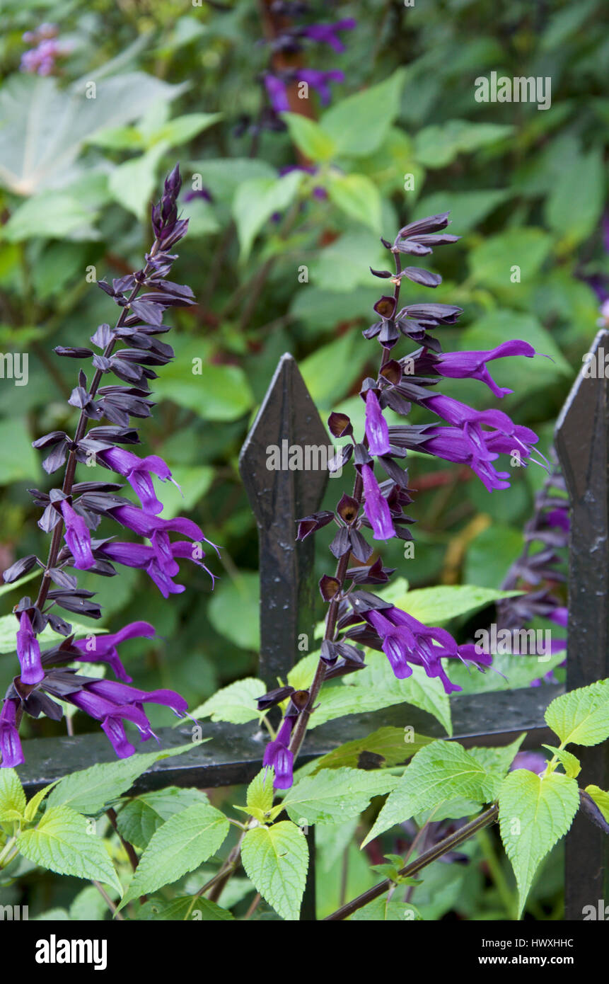 Salvia Amistad a new variety of ornamental sage Stock Photo Alamy