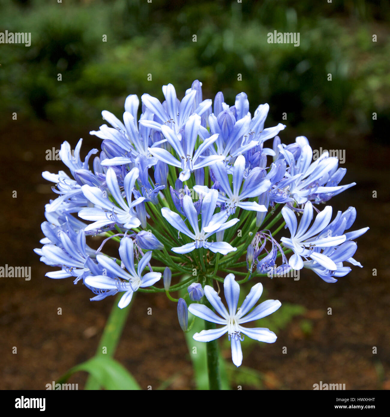 Agapanthus umbellatus 'Ovatus' or Blue African Lily Stock Photo