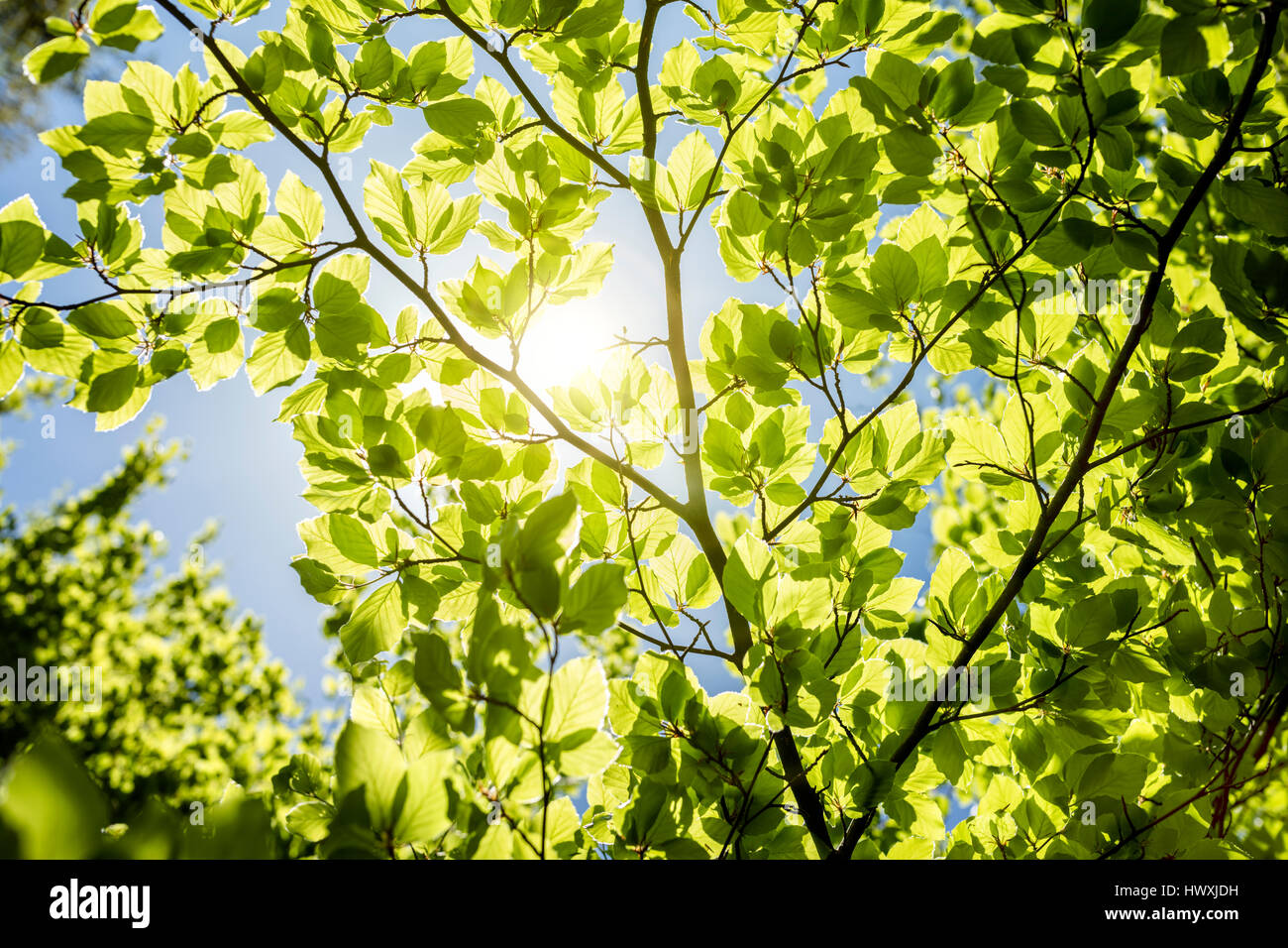 Spring leaves background with sunlight and blue sky Stock Photo