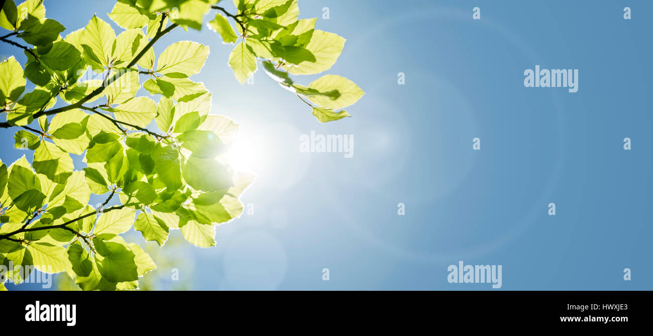 Spring leaves background with sunlight and blue sky for copy space Stock Photo