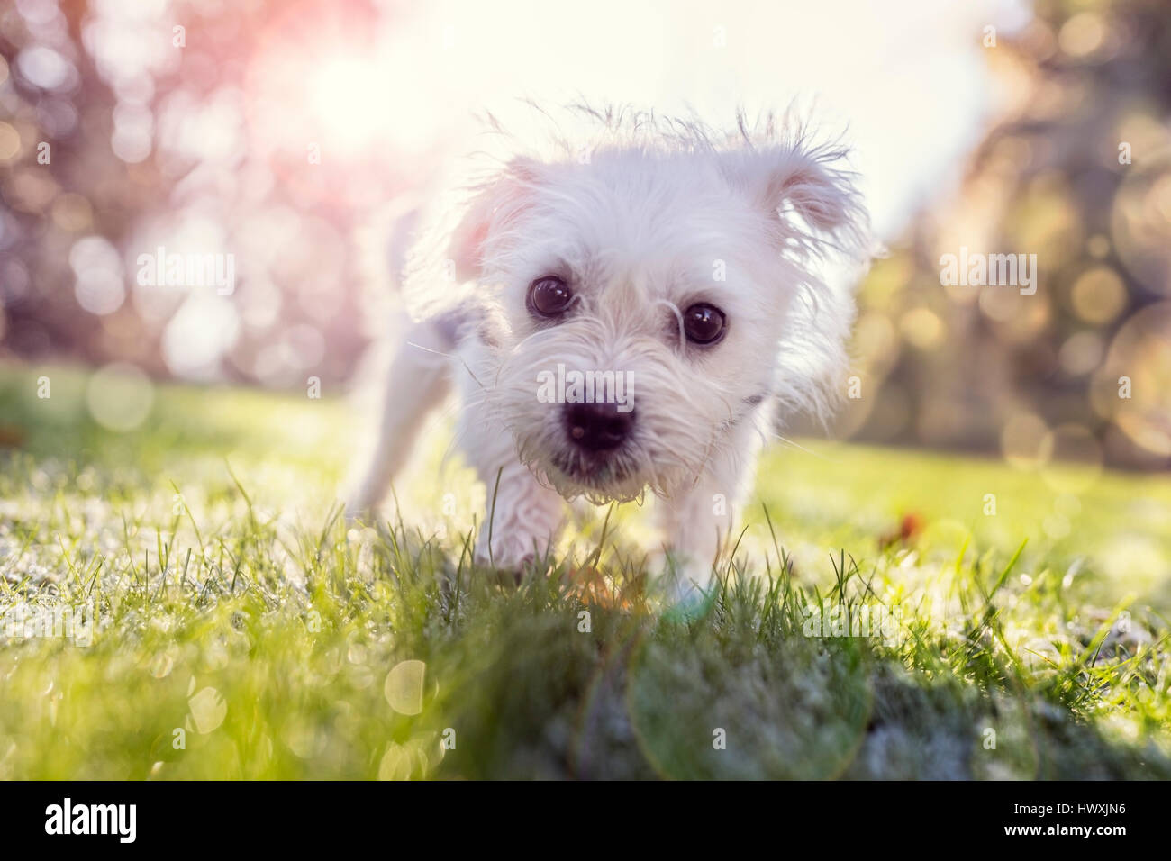 Young puppy outside walking in the park on a sunny day Stock Photo