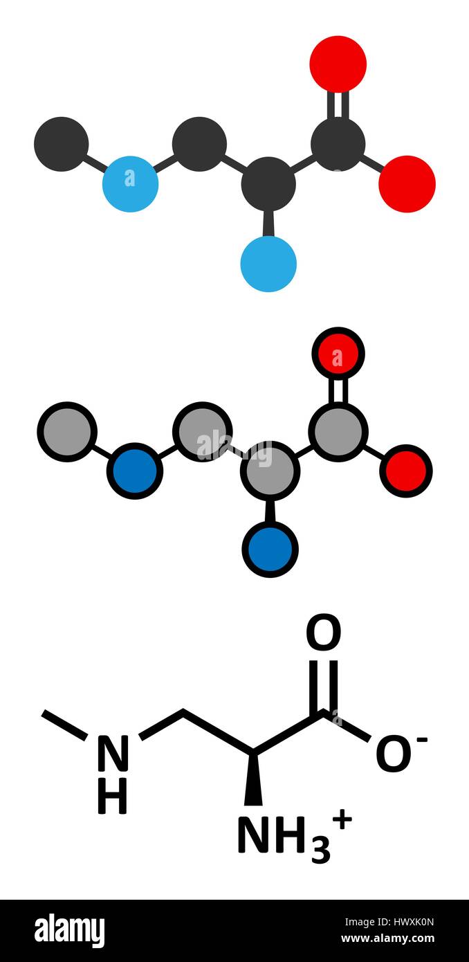 beta-Methylamino-L-alanine (BMAA) toxic amino acid molecule. Produced ...