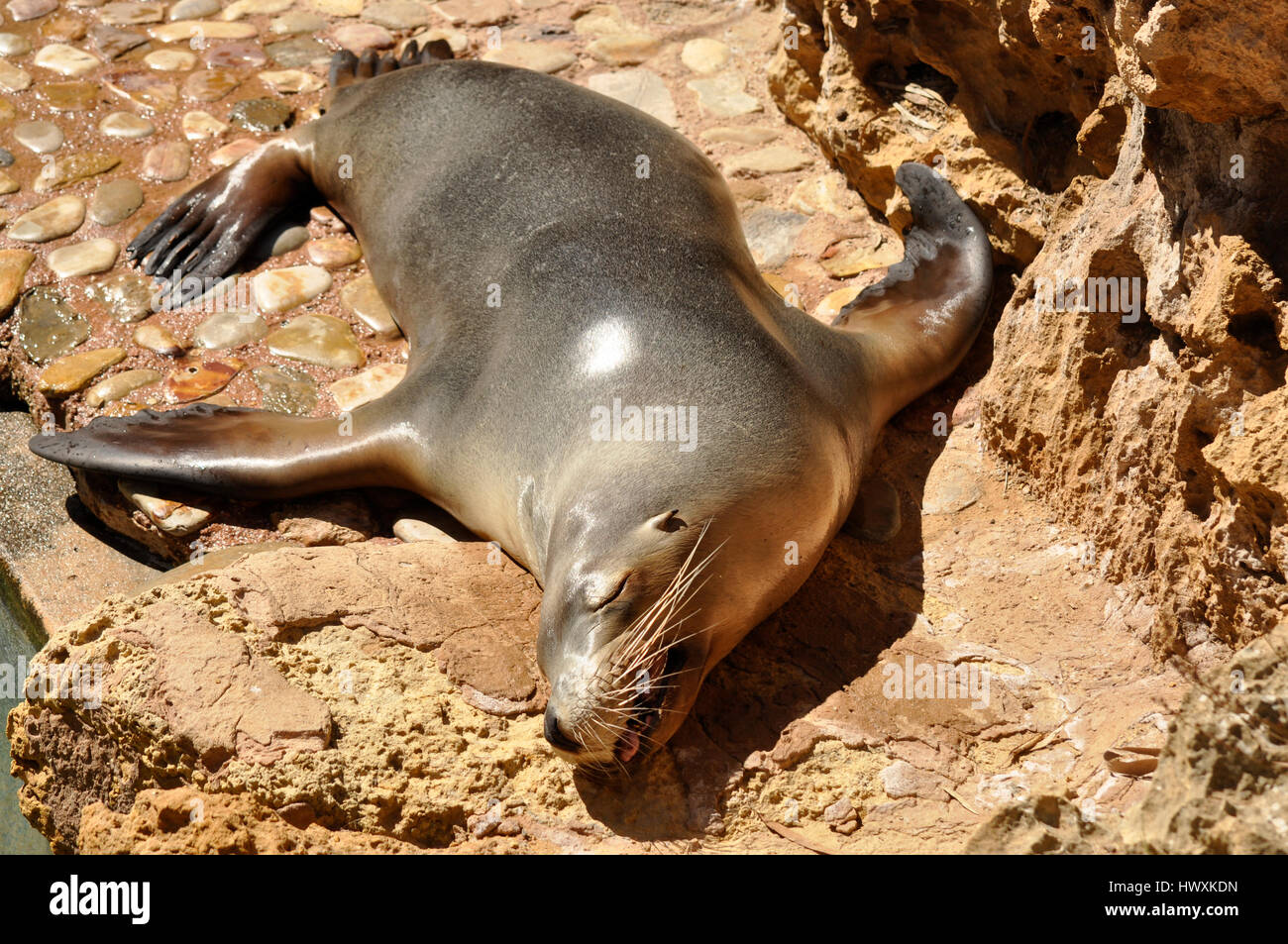 A seal sleeping in the sun and relaxing Stock Photo