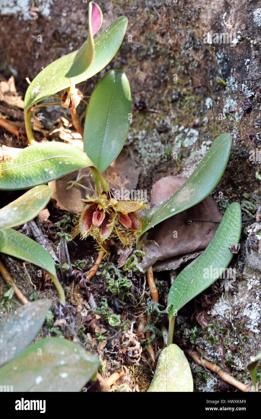 A miniature wild orchid (Bulbophyllum dayanum) growing on a rock in the forest in North East Thailand Stock Photo