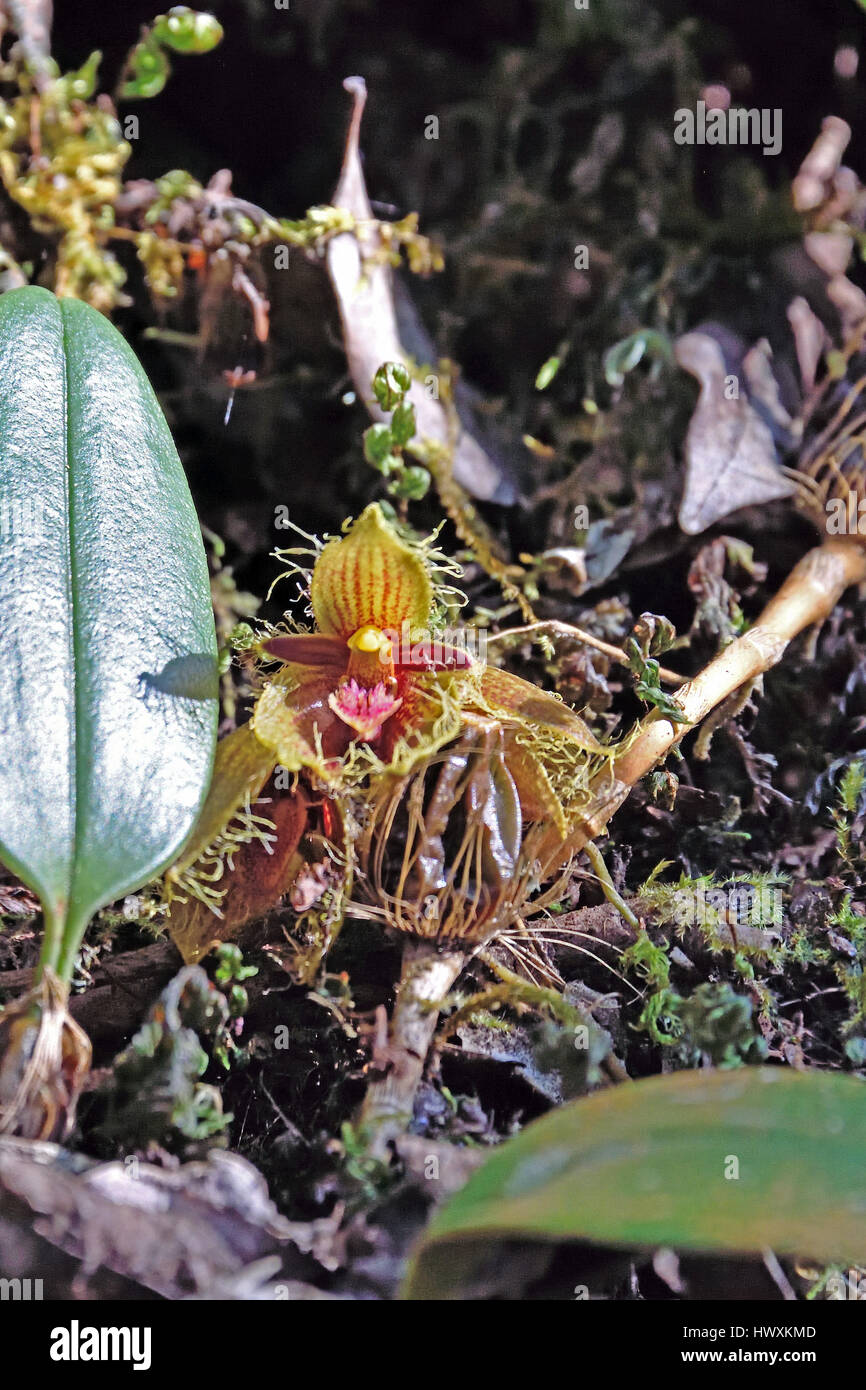 A miniature wild orchid (Bulbophyllum dayanum) growing on a rock in the forest in North East Thailand Stock Photo