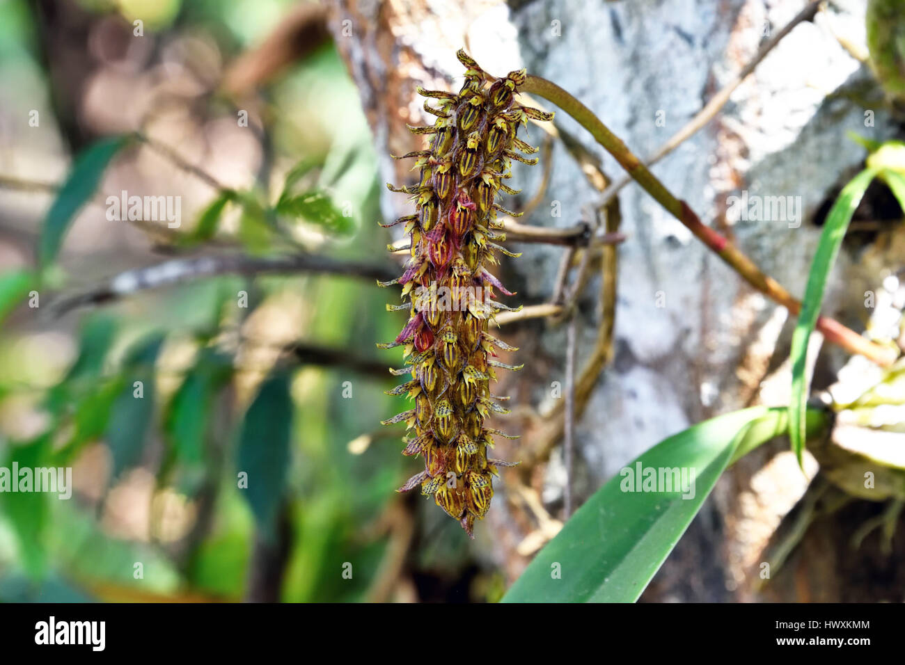 A miniature wild orchid (Bulbophyllum morphologorum) with many tiny flowers on a single stem growing on a tree in the forest in North East Thailand Stock Photo