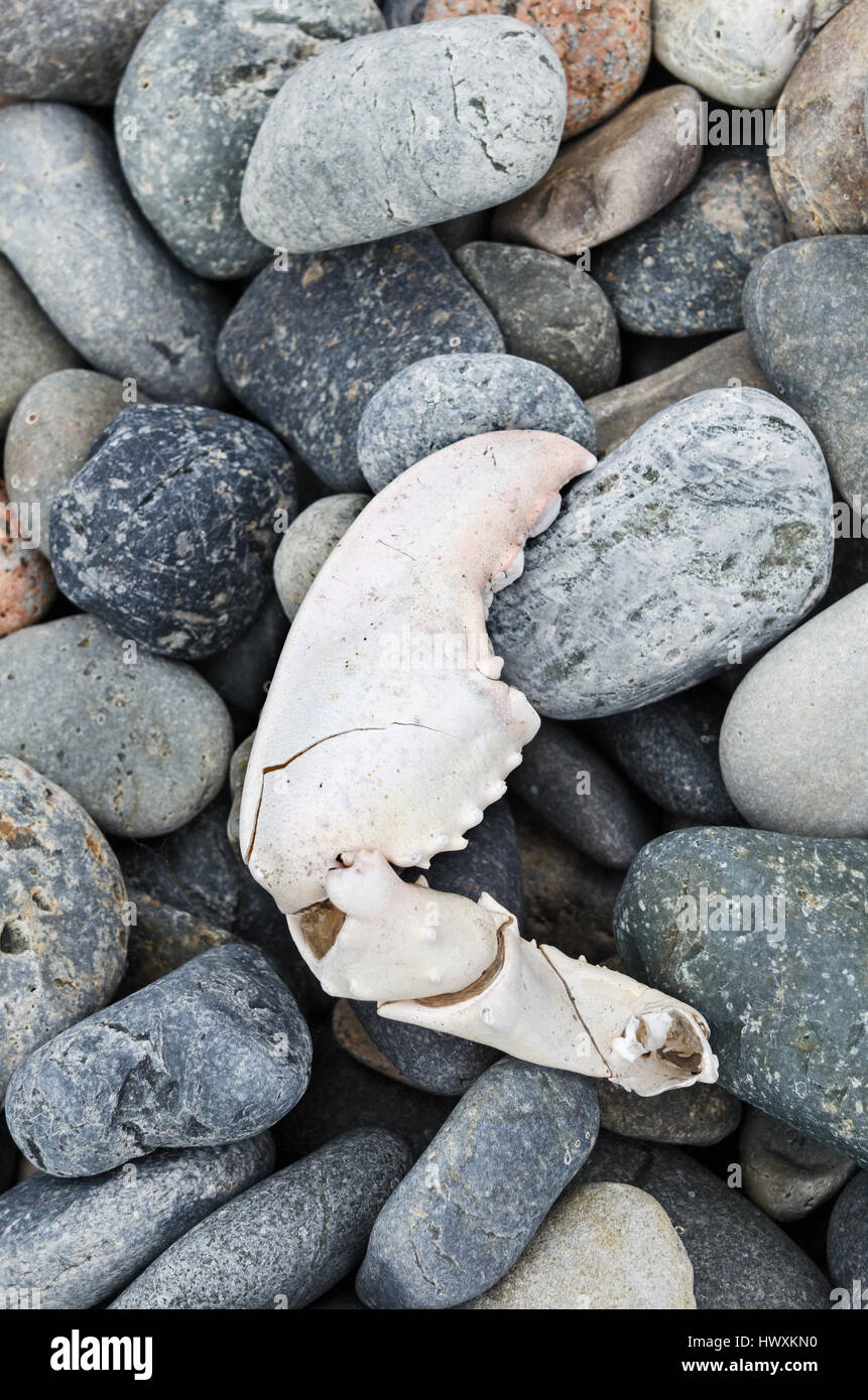 A sun-bleached lobster claw washed up among grey beach stones, Maine. Stock Photo