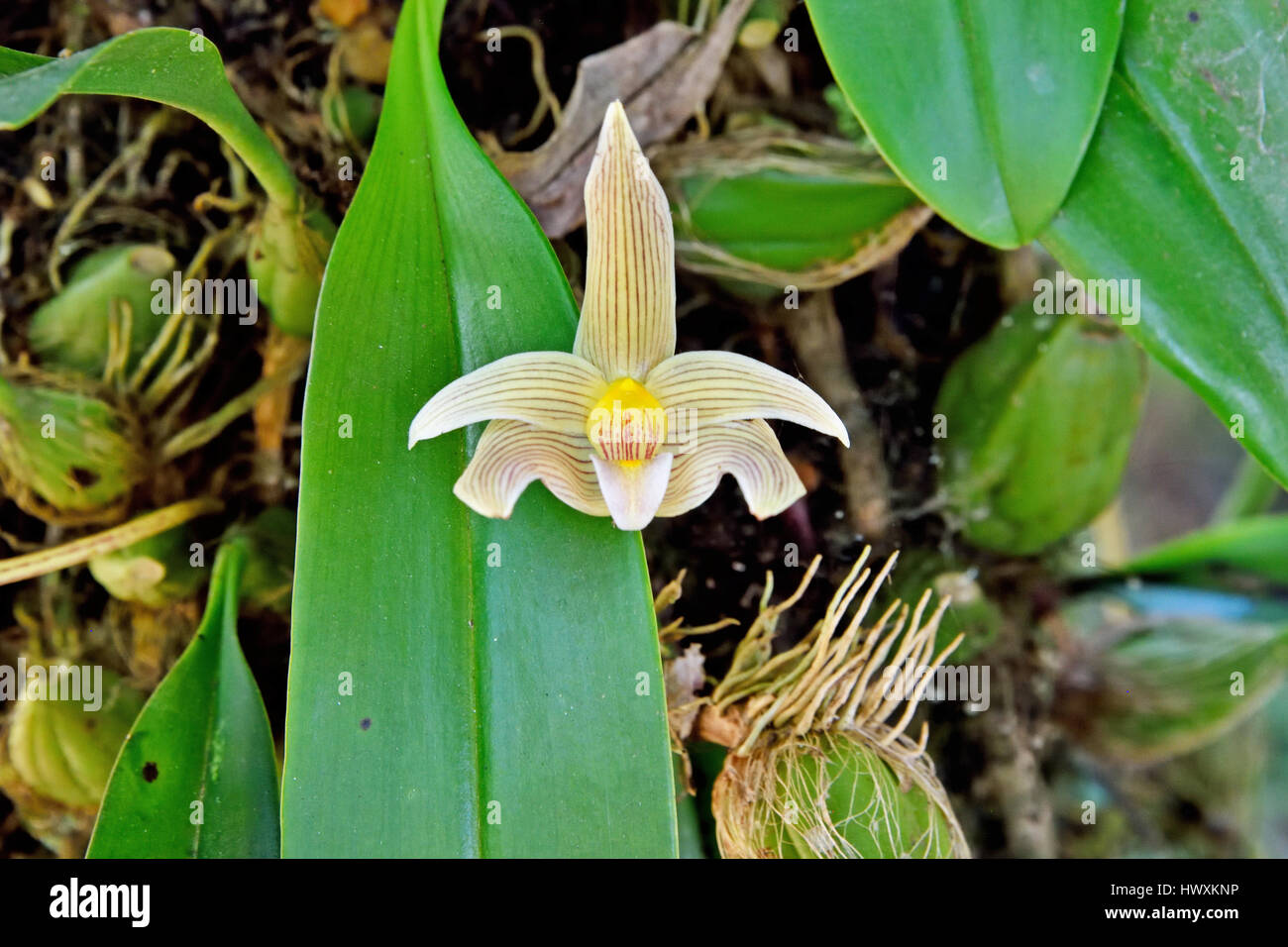 A beautiful wild orchid (Bulbophyllum siamense) growing on a tree in the forest in North East Thailand Stock Photo