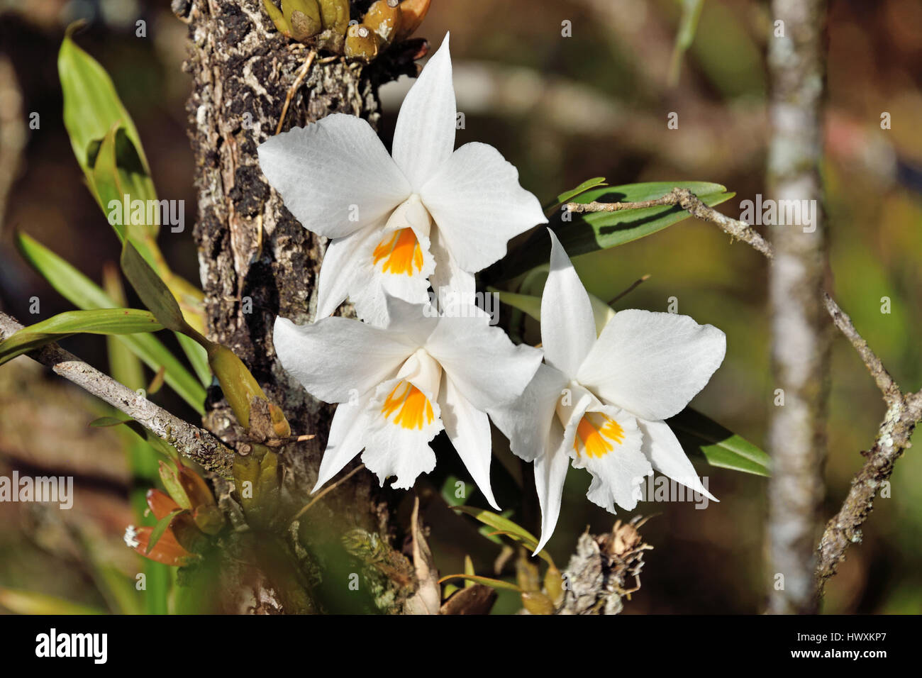 A beautiful white and yellow wild orchid (Dendrobium infundibulum) growing in the forest in North East Thailand Stock Photo