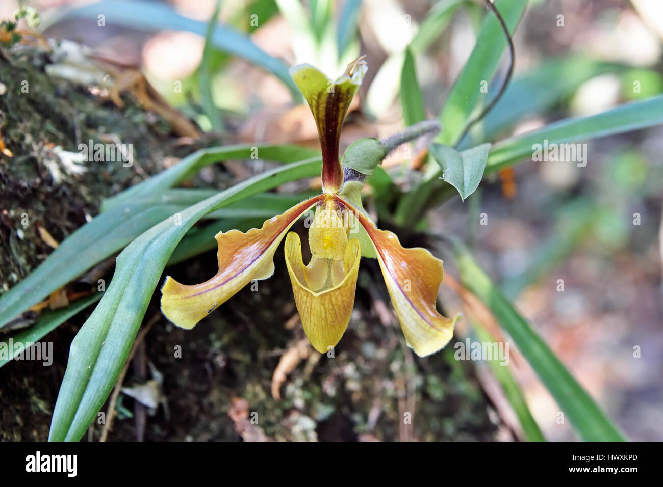 A Slipper Orchid (Paphiopedilum villosum) growing on a tree trunk in the forest in North East Thailand Stock Photo
