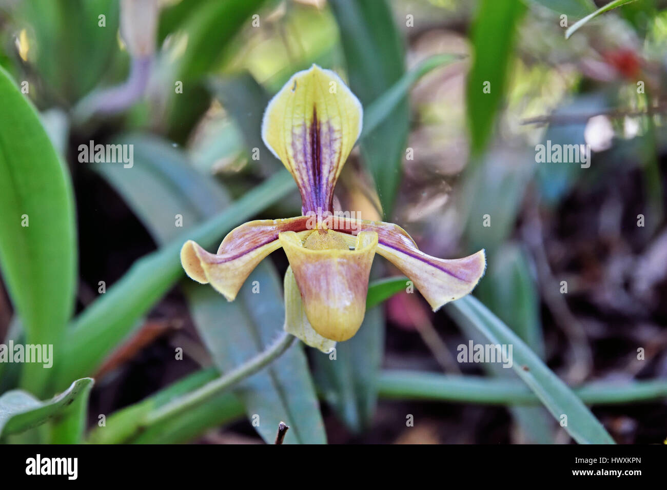 A Slipper Orchid (Paphiopedilum villosum) growing on a tree trunk in the forest in North East Thailand Stock Photo