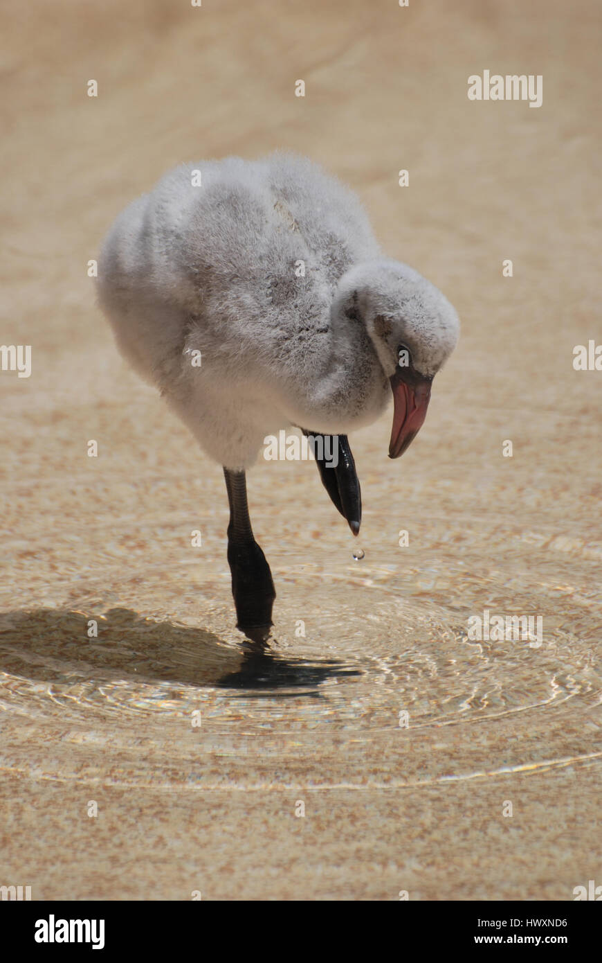 Really Cute Baby Flamingo Standing In A Shallow Pool Of Water Stock