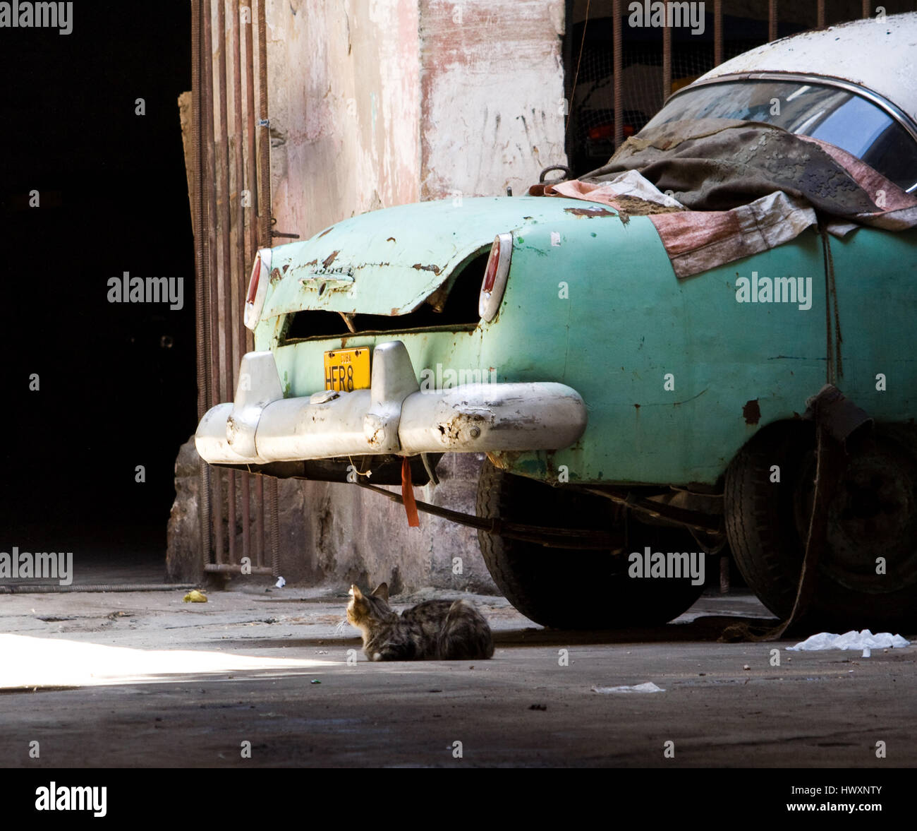 A street cat is laying next to an old car in Cuba. Stock Photo