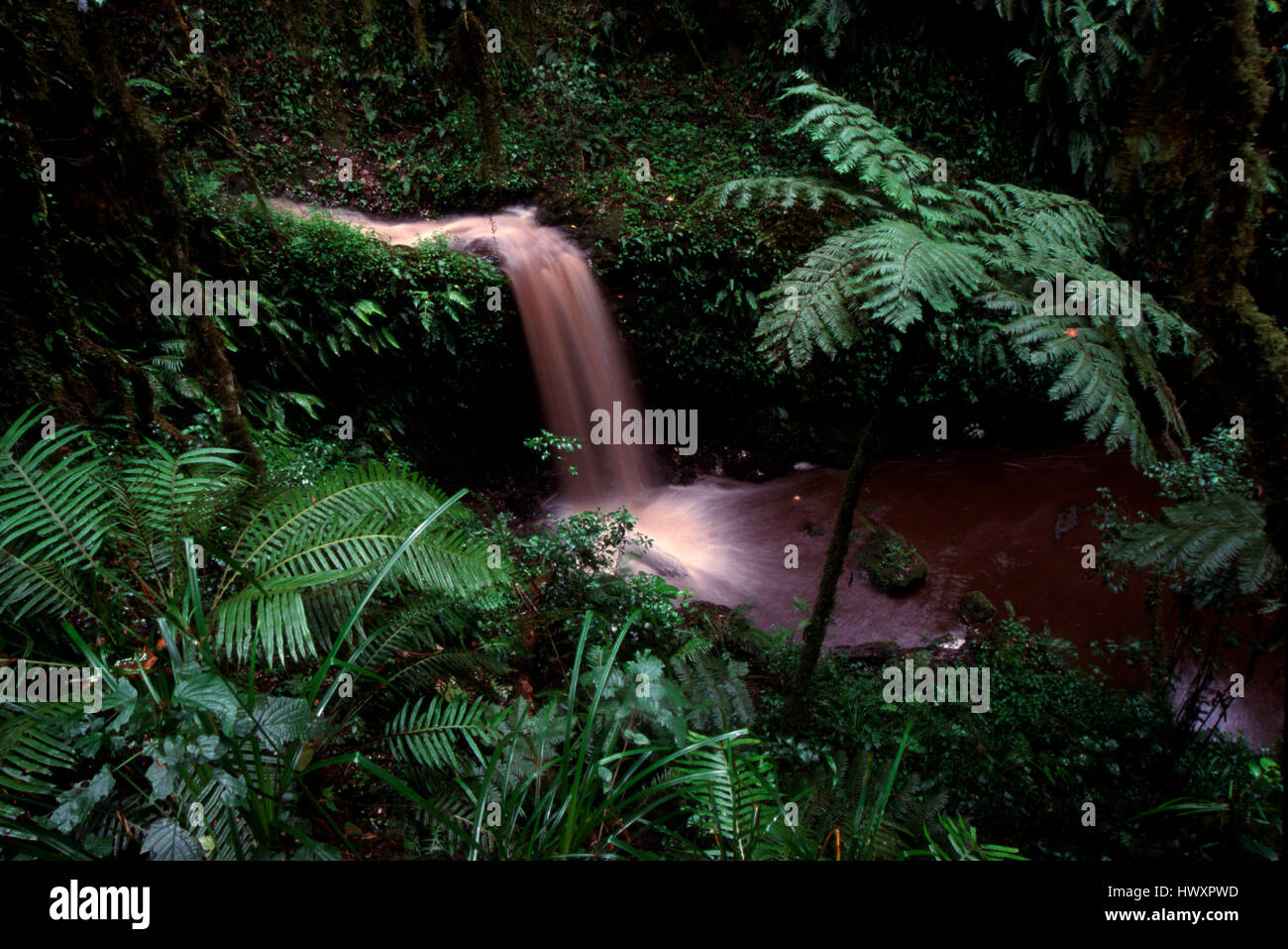 Waterfall and tree fern along the Marangu Route, Mount Kilimanjaro, Tanzania Stock Photo