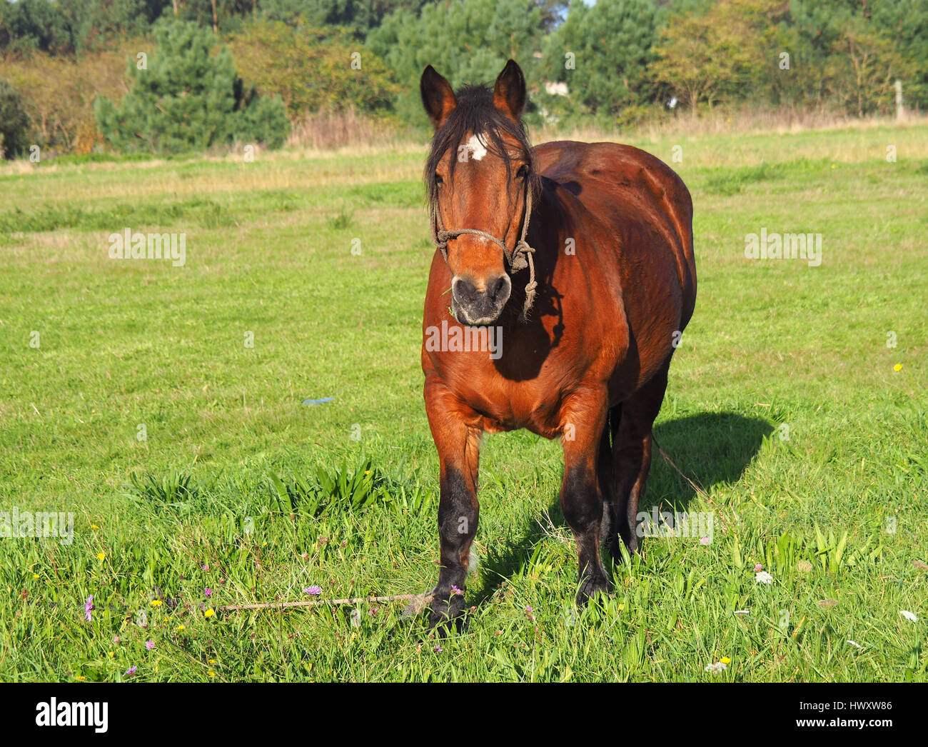 View of a brown horse in a green field Stock Photo - Alamy