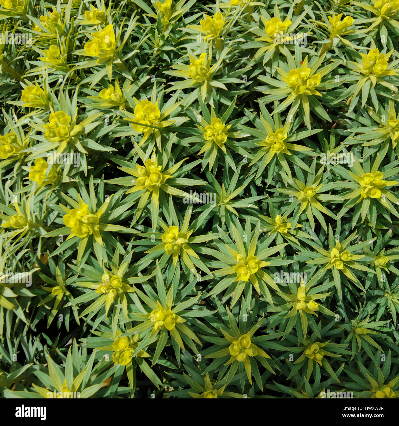 Euphorbia dendroides, the Tree spurge, from the family Euphorbiaceae native to the Mediterranean region Malta Stock Photo