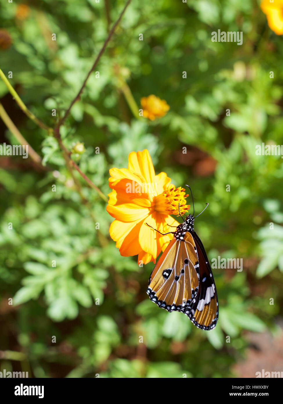 Monarch Danaus chrysippus orientis, African Monarch Butterfly, Plain Tiger. Afrikaans name: Melkbosskoenlapper on African Marigold Stock Photo