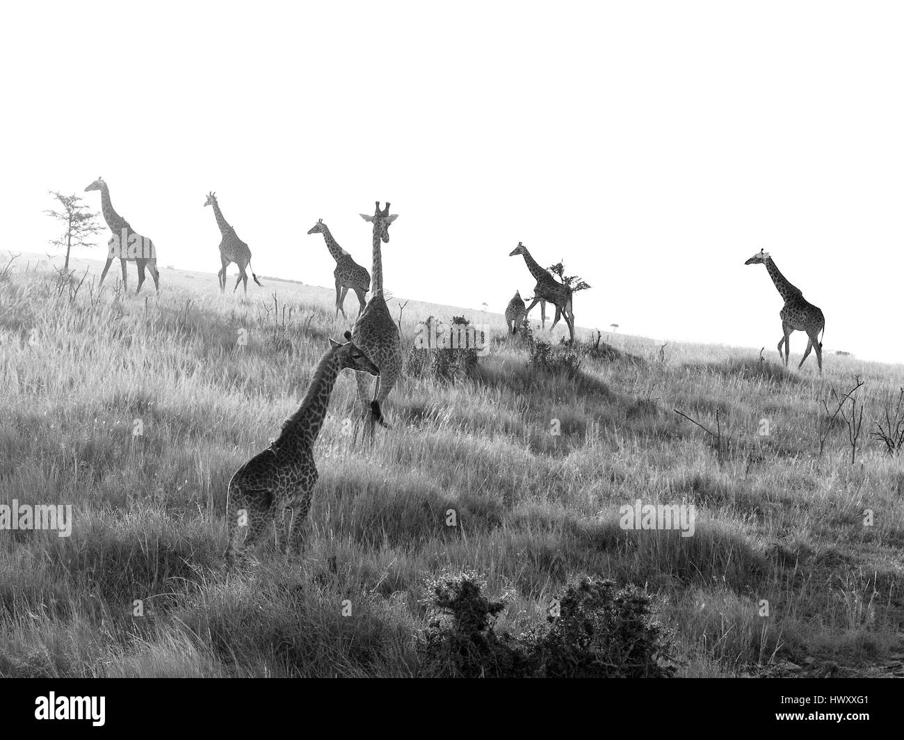 At dusk, Giraffe make their way up from the Orok River crossing onto grassland in the Olare Orok Conservancy, Maasai Mara, Kenya Stock Photo