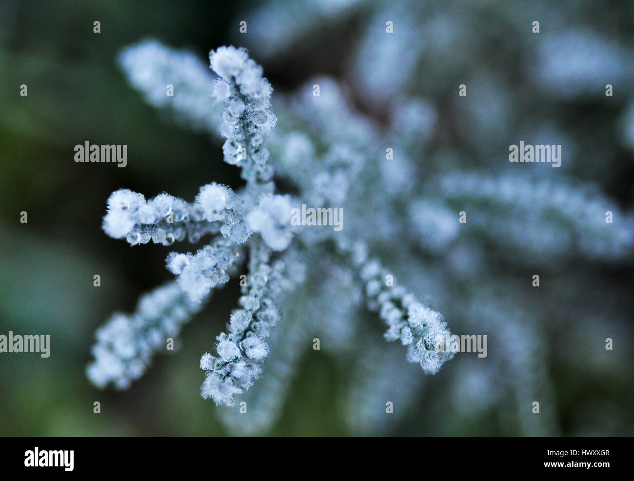Fir Shrub High Resolution Stock Photography and Images - Alamy