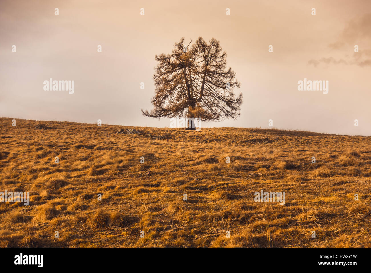 Solitary tree on a hill Stock Photo - Alamy