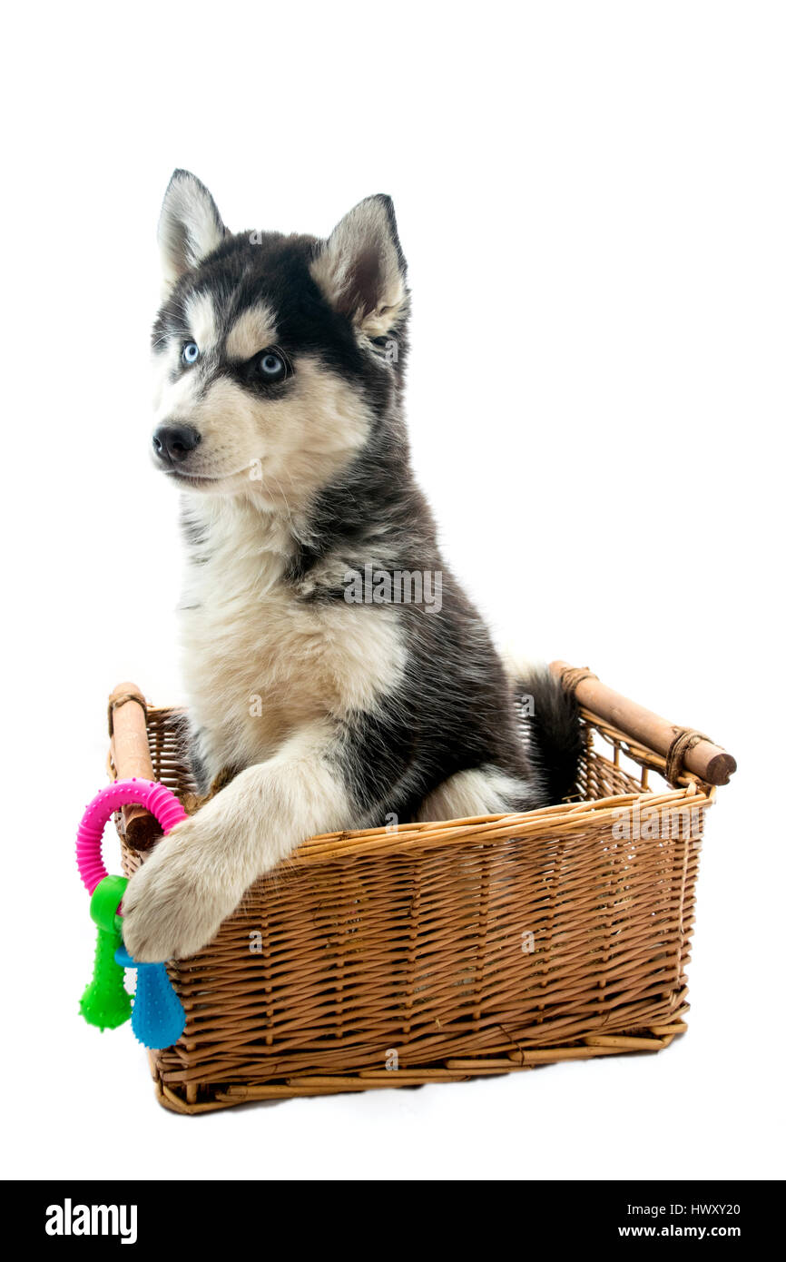 14 week old husky sale