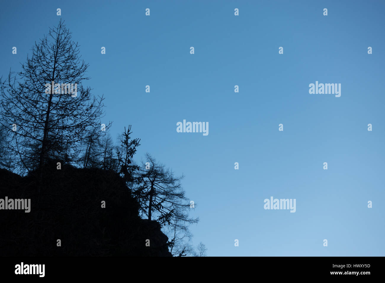 Tree branches silhouette and blue sky Stock Photo - Alamy