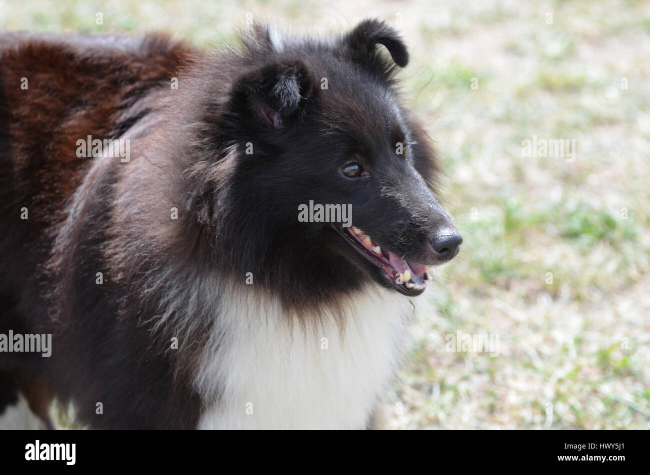 Adorable face of a black and white sheltie dog. Stock Photo