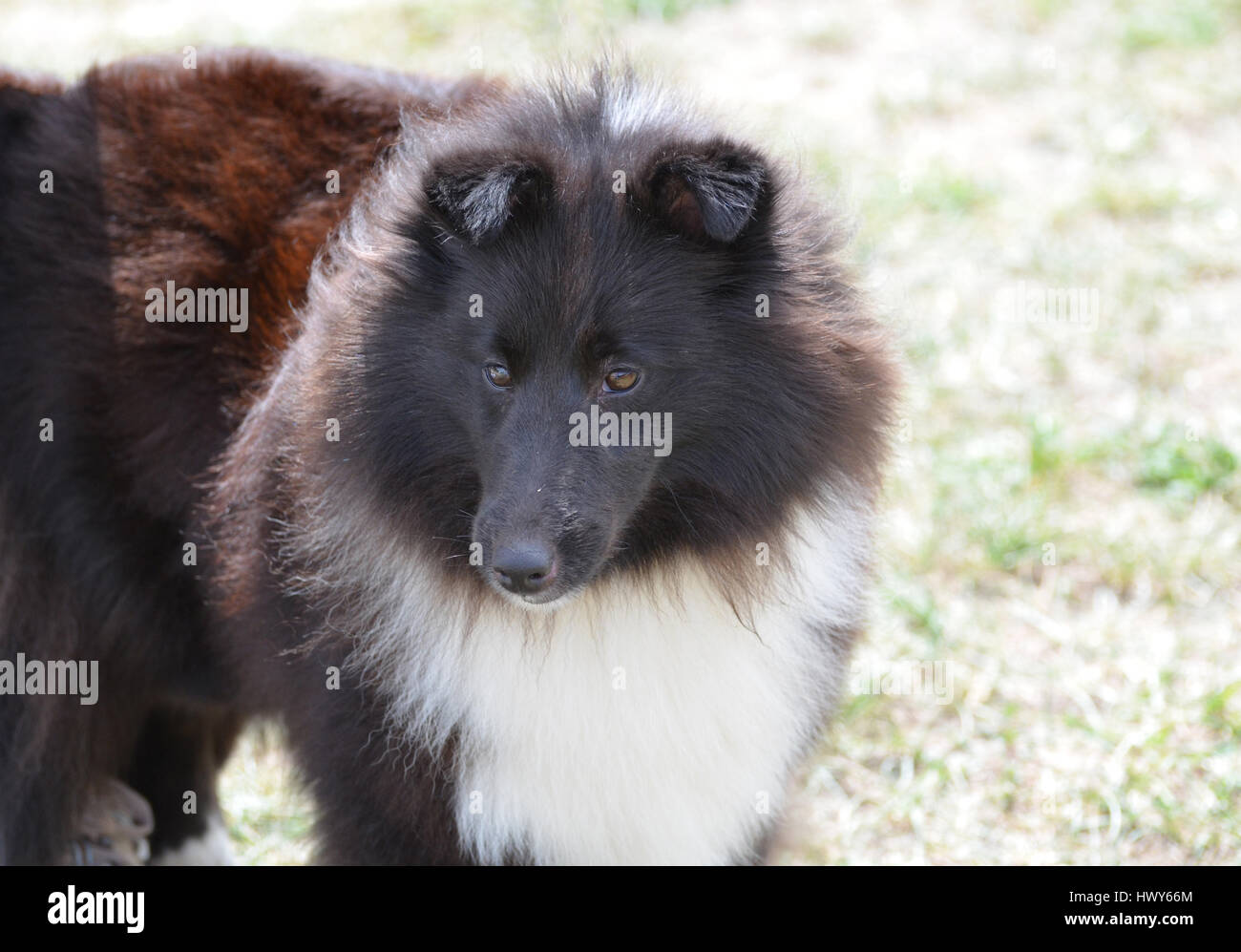 Really cute black and white sheltie herd dog. Stock Photo