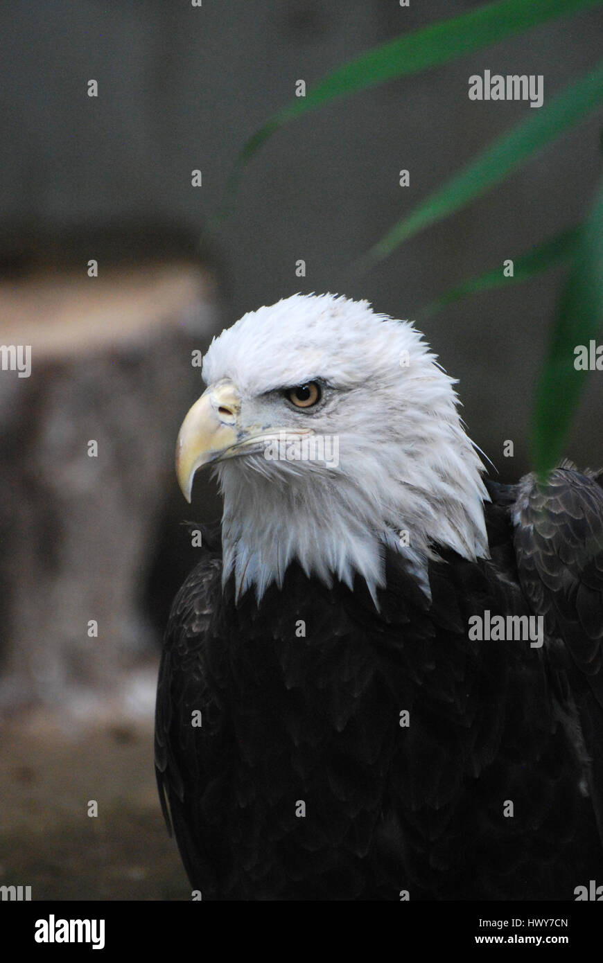 Hooked beak bald eagle up close and personal Stock Photo Alamy