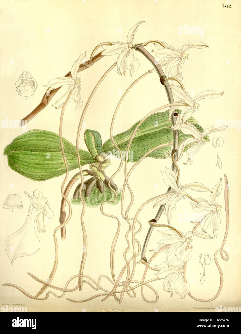 Aerangis kotschyana (as Angraecum kotschyi)   Curtis' 121 (Ser. 3 no. 51) pl. 7442 (1895) Stock Photo