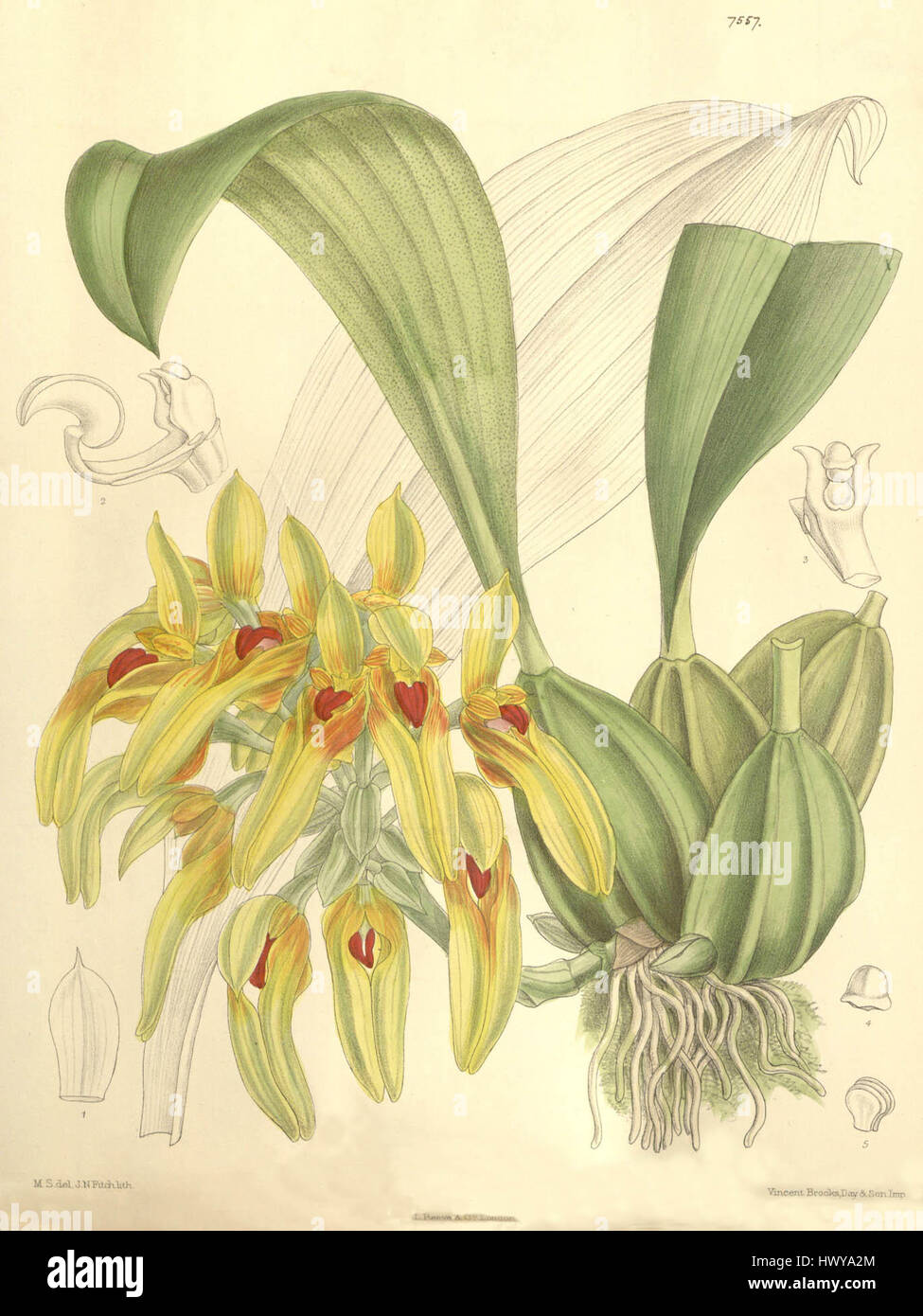 Bulbophyllum graveolens (as Cirrhopetalum robustum)   Curtis' 123 (Ser. 3 no. 53) pl. 7557 (1897) Stock Photo