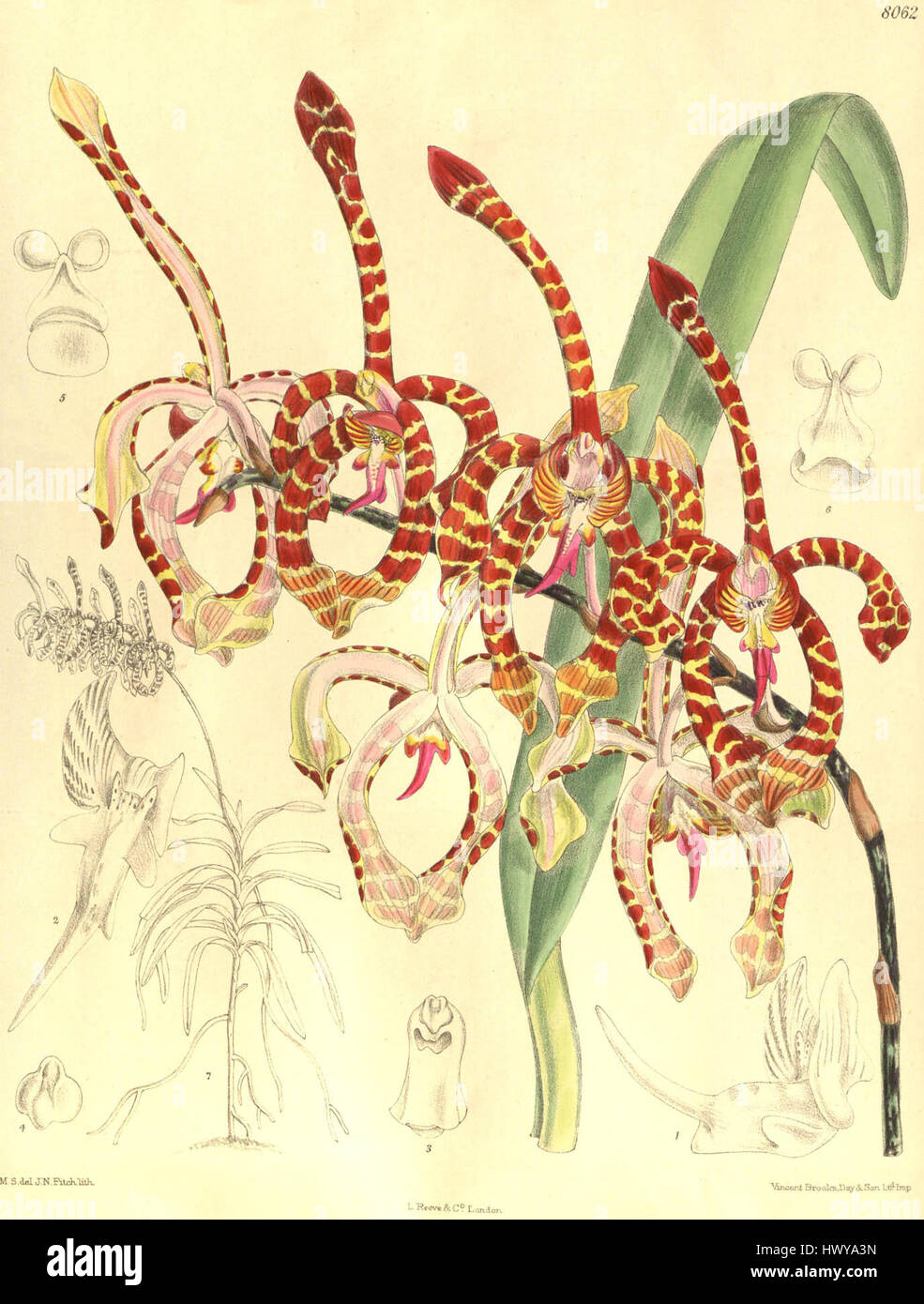 Arachnis annamensis (as Arachnanthe annamensis)   Curtis' 132 (Ser. 4 no. 2) pl. 8062 (1906) Stock Photo