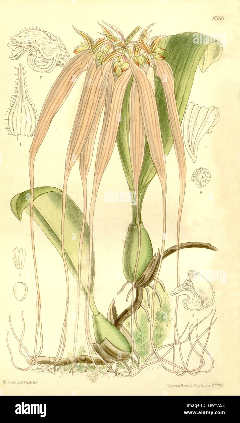 Bulbophyllum longissimum (as Cirrhopetalum longissimum)   Curtis' 137 (Ser. 4 no. 7) pl. 8366 (1911) Stock Photo