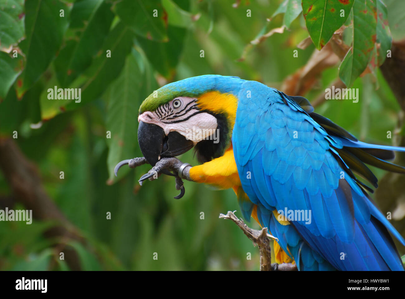 Biting her foot hires stock photography and images Alamy
