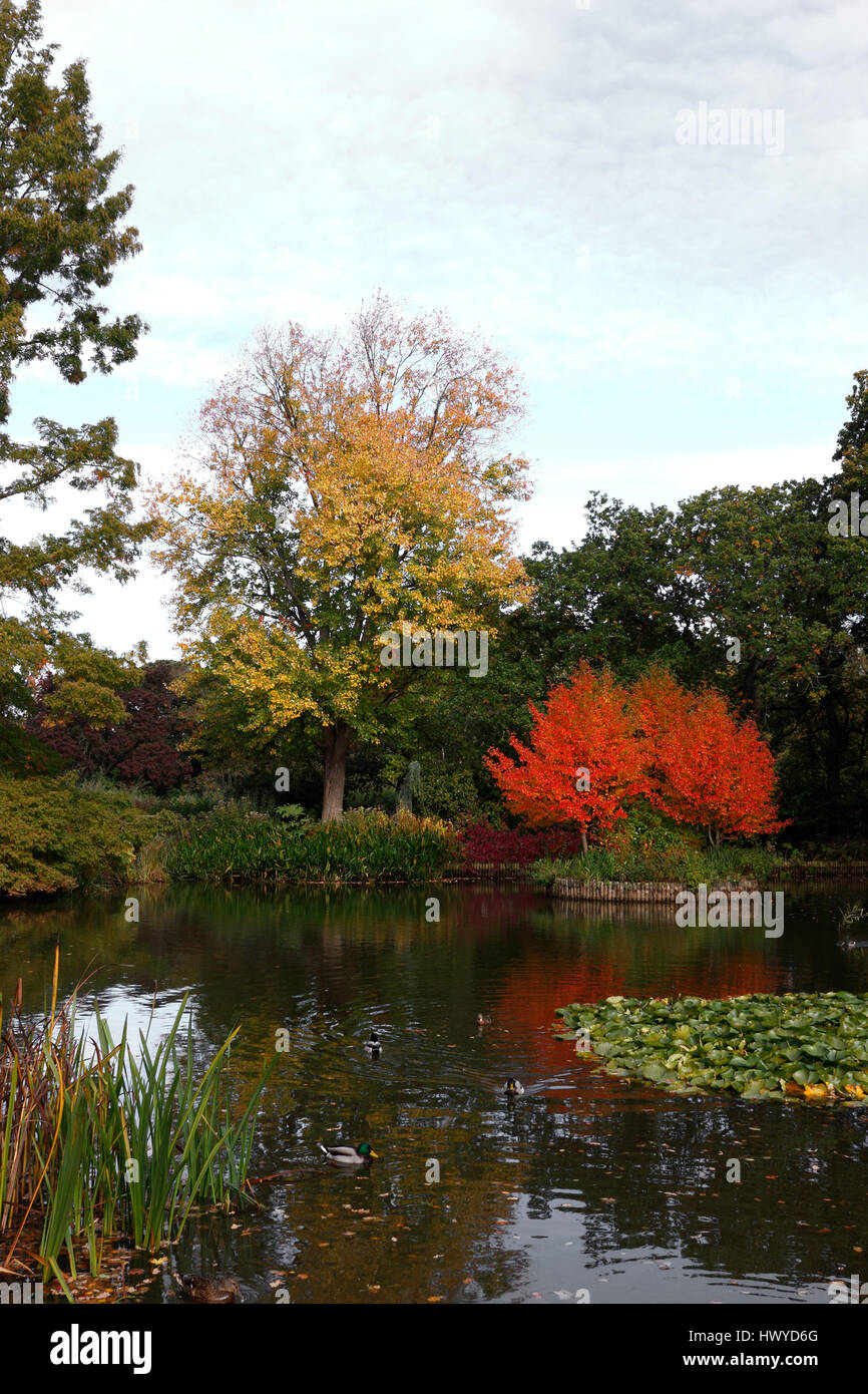 Colourful garden pond hi-res stock photography and images - Alamy