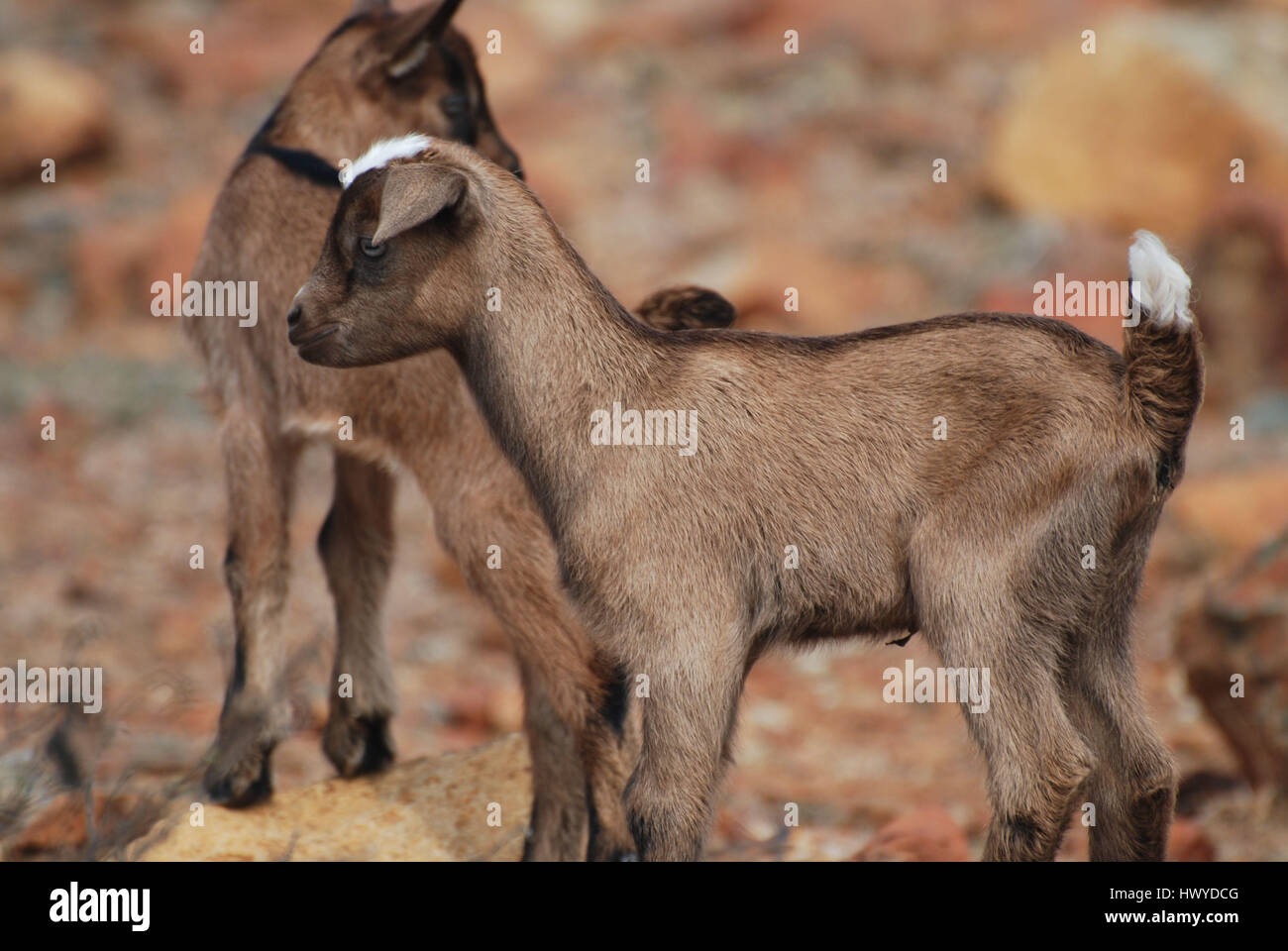 Super Cute Baby Goat Balancing On A Rock Stock Photo 136442224 Alamy
