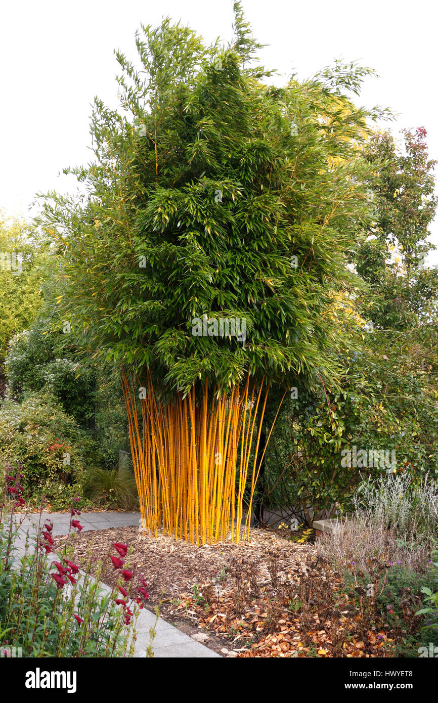 PHYLLOSTACHYS AUREOSULCATA YELLOW GROOVE BAMBOO IN AUTUMN. Stock Photo