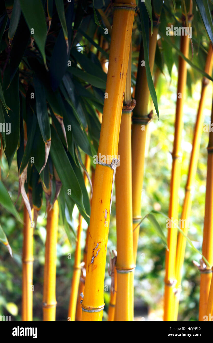 PHYLLOSTACHYS AUREOSULCATA YELLOW GROOVE BAMBOO IN AUTUMN Stock Photo