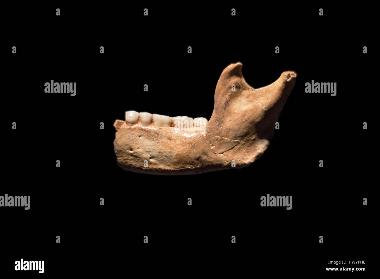 Prehistoric human fossil, Homo antecessor mandible on black isolated