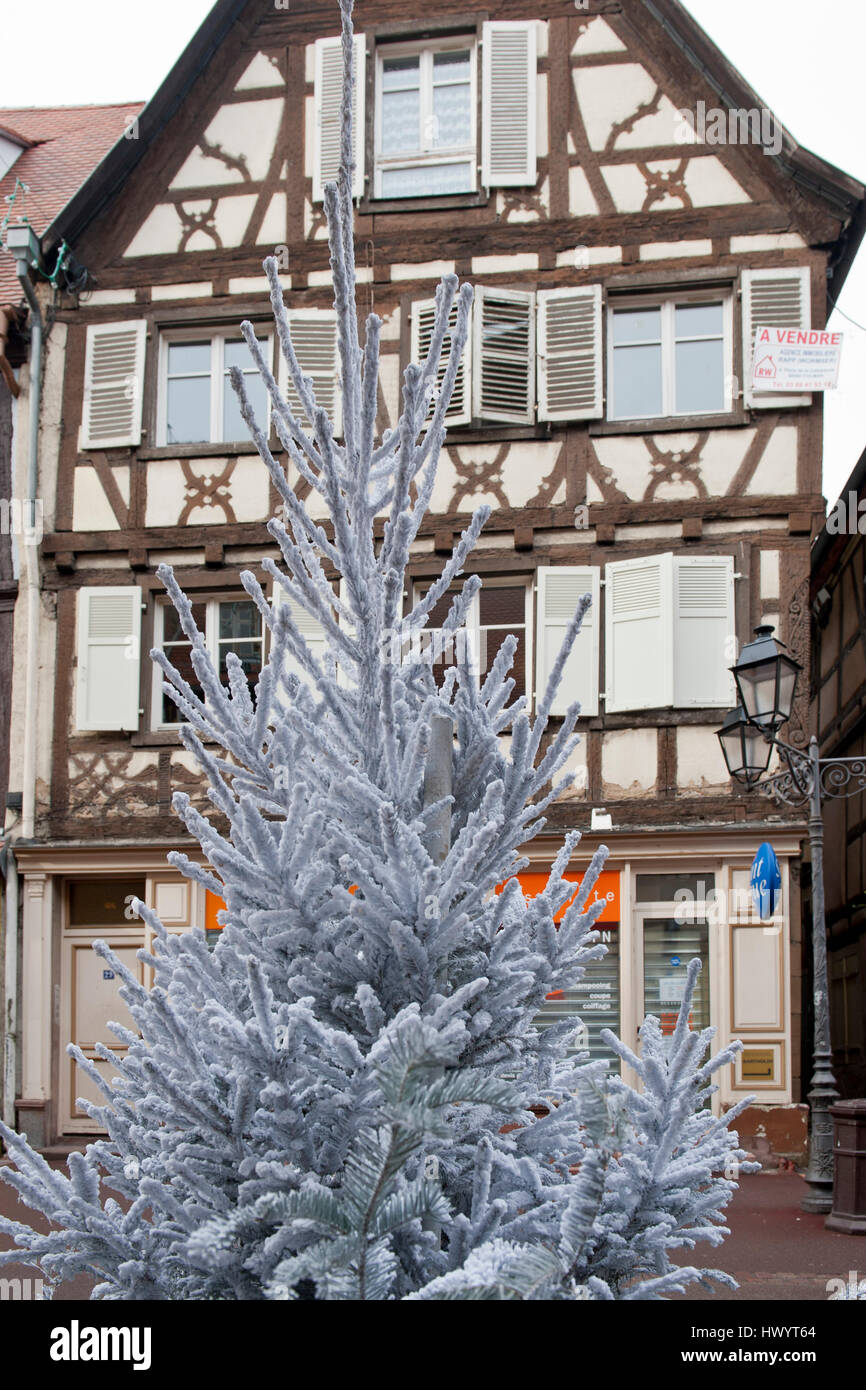 big white christmas tree in front of a fachwerk house in the center of colmar, in alsace Stock Photo