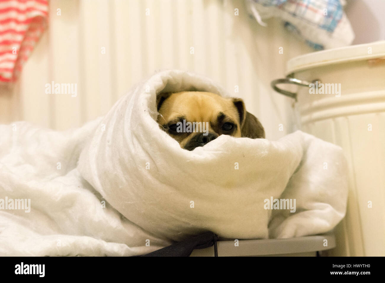 Jug Dog Puppy Stock Photo
