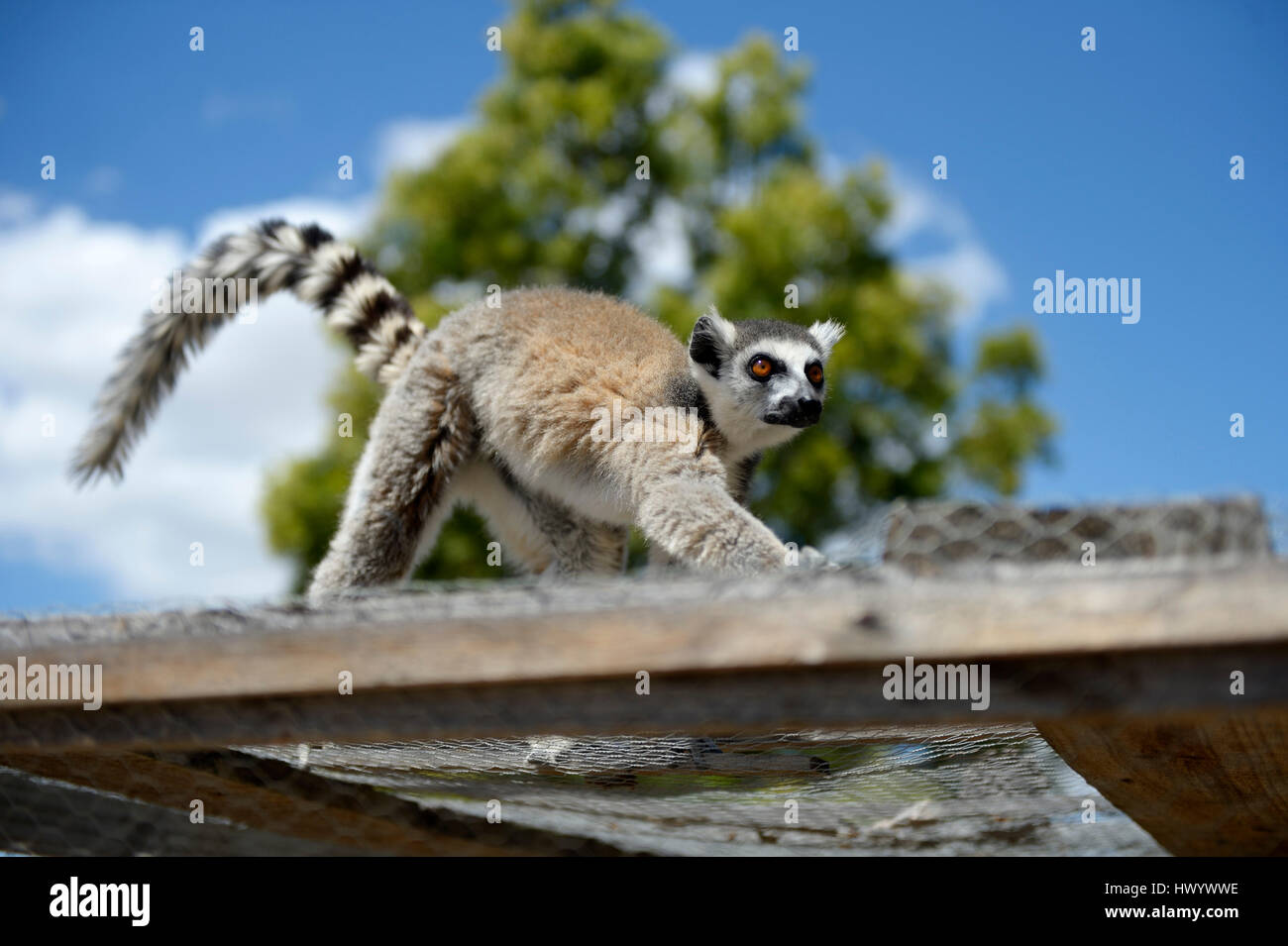 Picture of Lemur walking on a cage hi-res stock photography and images - Alamy