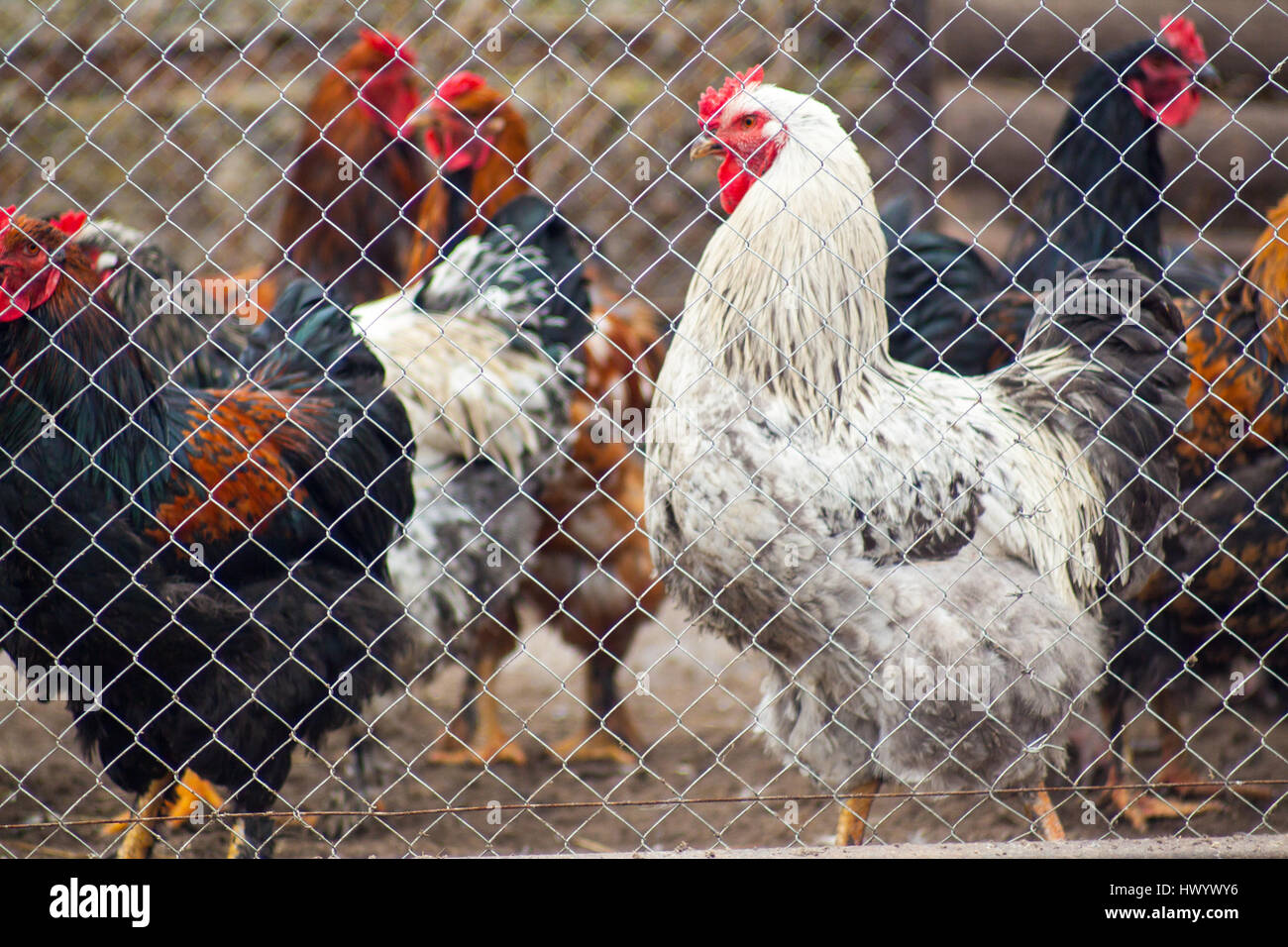 Beautiful Cock For Horoscope Rooster Head As A Symbol Of The Chinese beautiful-cock-for-horoscope-rooster-head-as-a-symbol-of-the-chinese