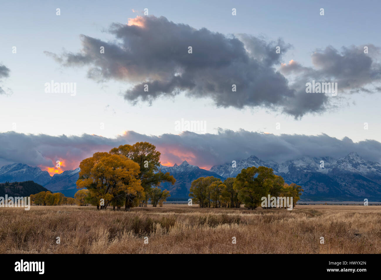 USA, Wyoming, Rocky Mountains, Grand Teton National Park, aspens in autumn at sunset Stock Photo