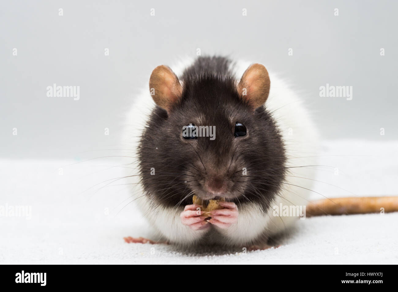 Rat eating a cereal Stock Photo